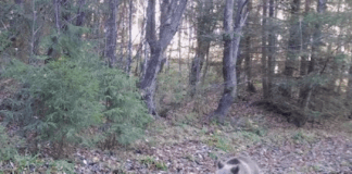 Gorj: Despăgubiri de aproximativ 160.000 de lei, pentru pagubele cauzate de urși și lupi