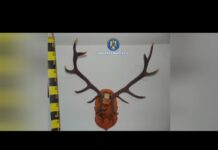 10 percheziții în Gorj și Dolj, la persoane suspectate de braconaj