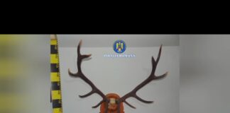10 percheziții în Gorj și Dolj, la persoane suspectate de braconaj