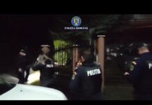 (VIDEO) Descoperire șocantă în județul Gorj: Tăiere ilegală de frasin creț, prejudiciu de 20.000 de lei