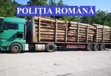 Pădurar reținut în Gorj pentru falsificarea datelor în SUMAL 2.0 și uz de fals