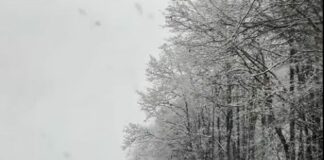 Copac căzut pe carosabil, în cartierul Bârsești din Târgu Jiu