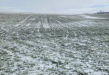 15:18 Inundațiile și gerul n-au afectat culturile agricole din Gorj