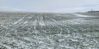 15:18 Inundațiile și gerul n-au afectat culturile agricole din Gorj