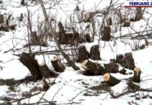 Fraudă în sistemul SUMAL și furt de lemn la Târgu Jiu. Bărbat reținut de polițiști