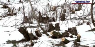 Fraudă în sistemul SUMAL și furt de lemn la Târgu Jiu. Bărbat reținut de polițiști