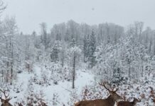 09:34 Imagini superbe cu animale sălbatice, surprinse de un inginer al Direcției Silvice Gorj