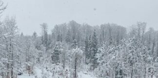 09:34 Imagini superbe cu animale sălbatice, surprinse de un inginer al Direcției Silvice Gorj