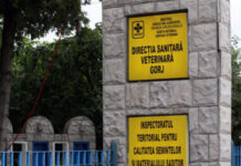 15:16 7 fonduri de vânătoare din Gorj, afectate de pesta porcină