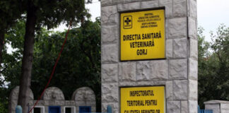 15:16 7 fonduri de vânătoare din Gorj, afectate de pesta porcină