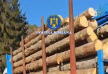 Mehedinți: Transport ilegal de lemn depistat la Baia de Fier: autoutilitară și aproape 15 mc de material lemnos, confiscate
