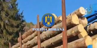 Mehedinți: Transport ilegal de lemn depistat la Baia de Fier: autoutilitară și aproape 15 mc de material lemnos, confiscate