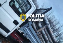 (VIDEO) Gorj: Depistat în flagrant cu transport ilegal de lemn de fag în comuna Săcelu
