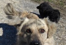 15:27 A început recensământul câinilor în toate satele unei comune din Gorj