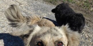 15:27 A început recensământul câinilor în toate satele unei comune din Gorj