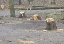 08:53 IPJ Gorj verifică tăierea arborilor din Parcul Central