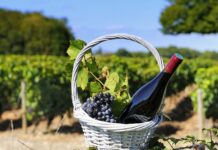 09:18 Orașul Turceni, desemnat zonă cu potențial viticol. Primar: ”Șansa reală de a pune Turceniul pe harta vinurilor din România”