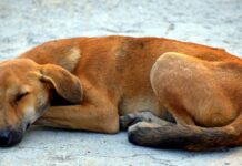 09:55 Sterilizări gratuite pentru câini cu stăpân din 4 comune din Gorj